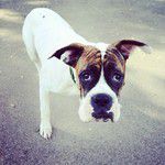 Dogist - фотоблогът за кучета