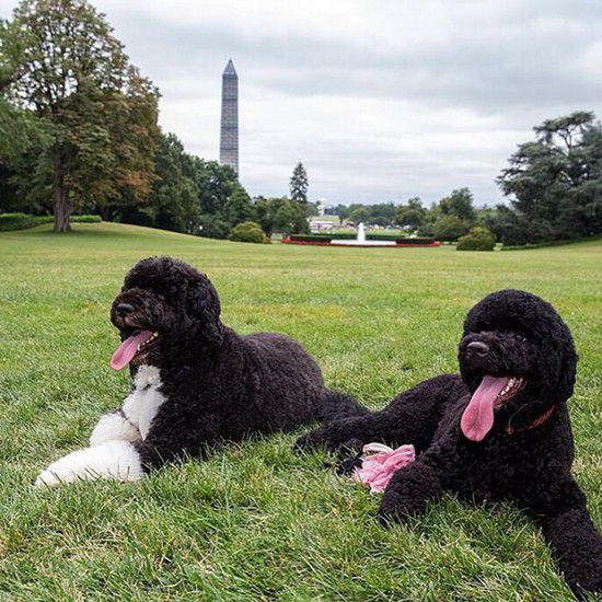 Новото куче на Белия дом