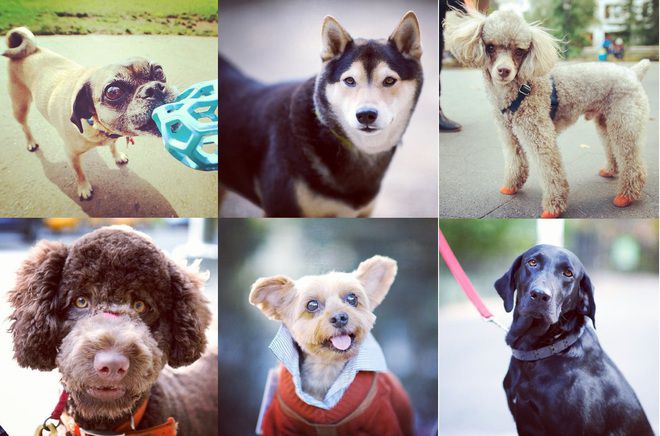 Dogist