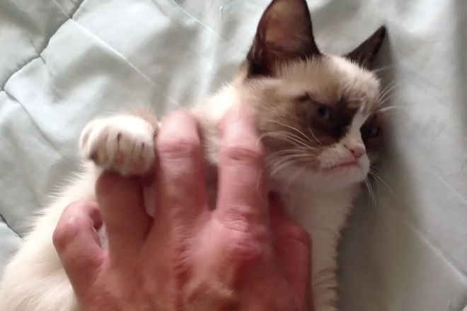 Забавната страна на Grumpy Cat