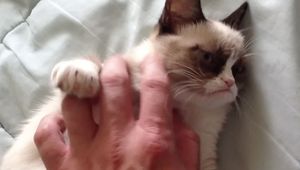 Забавната страна на Grumpy Cat