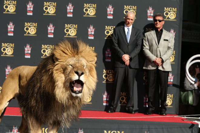Силвестър Сталоун и лъвът на MGM