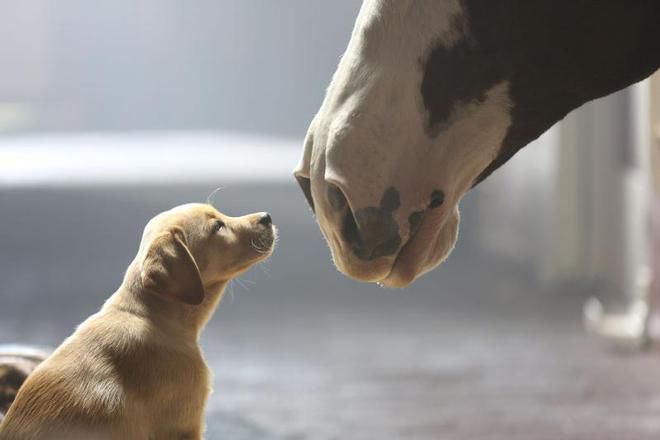 Кученце и кон в рекламата на бира