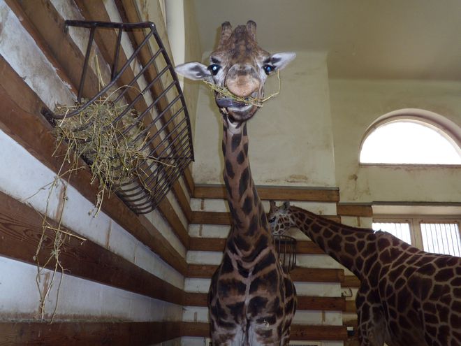 Жирафи във виенския зоопарк