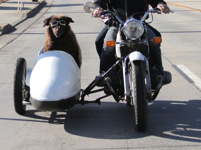 Куче се вози на мотор с кош
