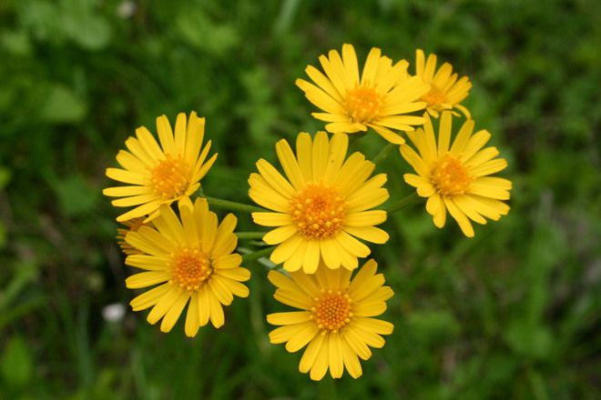 Цветето Tephroseris integrifolia