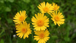 Цветето Tephroseris integrifolia