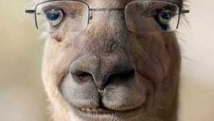 Бил Гейтс като лама