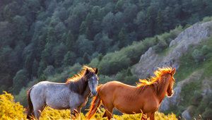 Диви коне в Стара планина