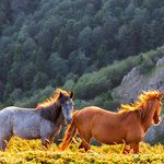 Диви коне в Стара планина