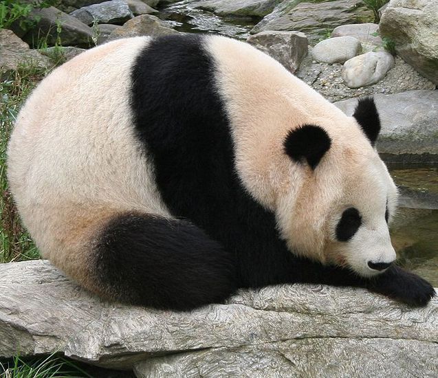 Панда мързеливо се излежава върху голям камък