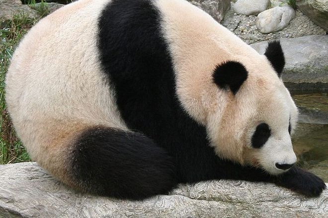 Panda marzelivo se izlezhava varhu golyam kamak