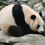Панда мързеливо се излежава върху голям камък