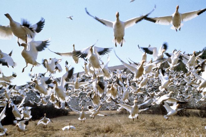 Yato snezhni gaski ot migratsiyata na ptitsite