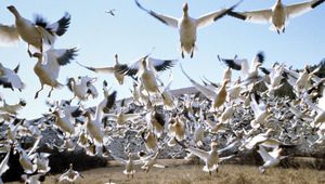Ято снежни гъски от "Миграцията на птиците"