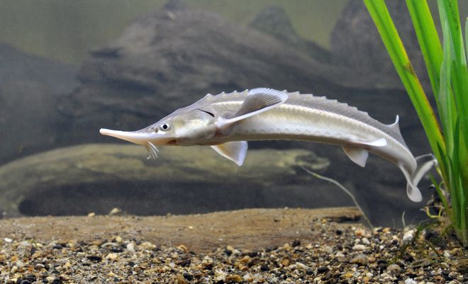 Чига (Acipenser ruthenus)