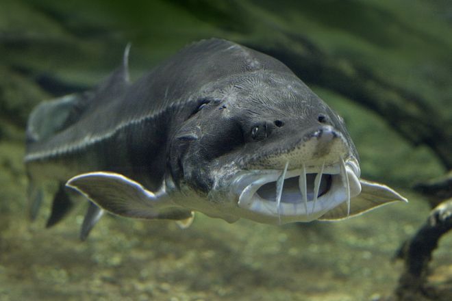 Моруна (Huso huso)
