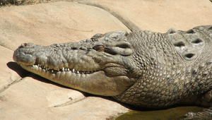 Крокодилите са изключително смъртоносни същества