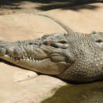 Крокодилите са изключително смъртоносни същества