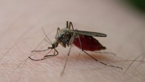 Комарите са един от ужасите на лятото