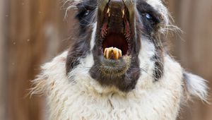 Иде ни да крещим понякога