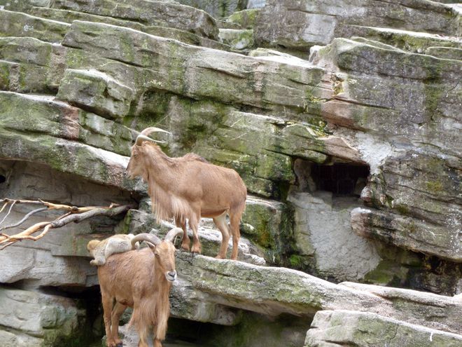 Кози и маймунки във Виенския зоопарк