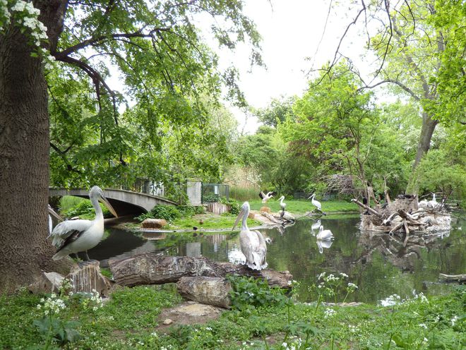 Щъркели, пеликани и корморани във Виенския зоопарк