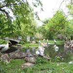 Щъркели, пеликани и корморани във Виенския зоопарк