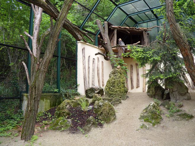 Брадатият лешояд във Виенския зоопарк