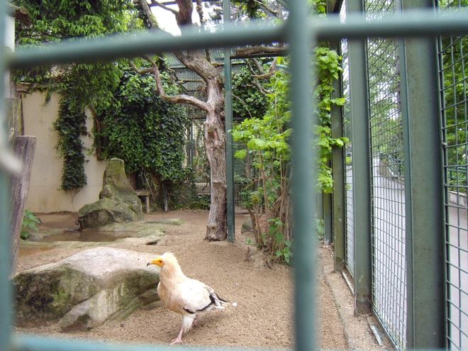 Египетски лешояд във Виенския зоопарк
