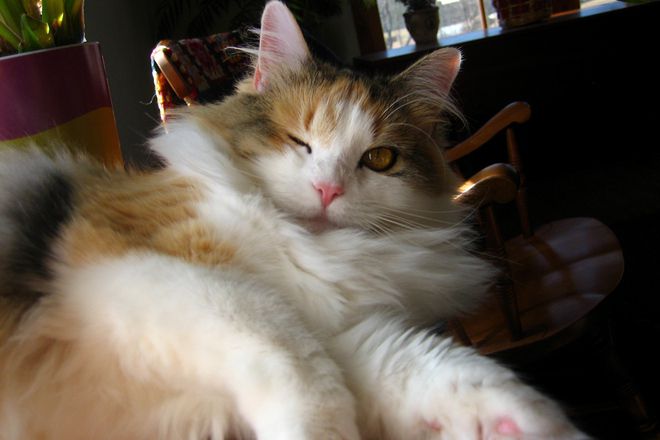 Marzelat e svyato neshto