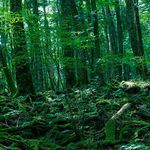 Аокигахара - гората на самоубийците в Япония
