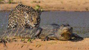 Хищникът става плячка