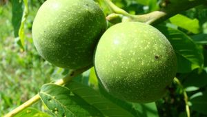 Зелени орехчета