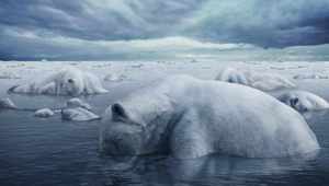 "Грийнпийс" - полярни мечки