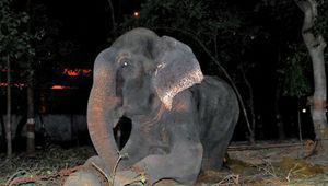 Слонът Раджу