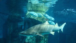 Акулите са едни от най-опасните морски хищници