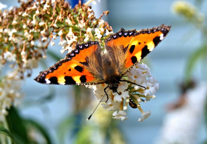 Пеперудите опитват вкуса на цветята с краката си