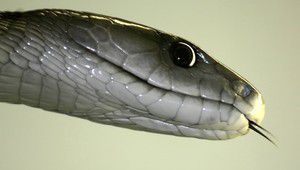 Черна мамба