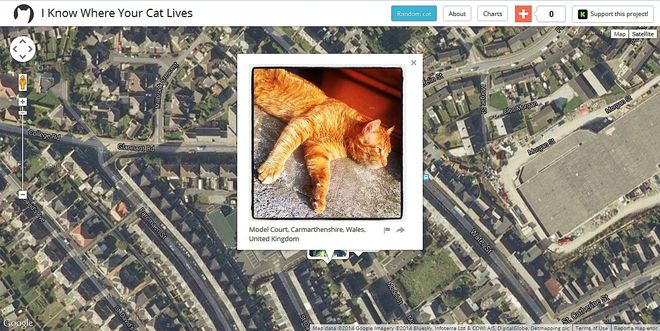 Знам къде живее котката ти