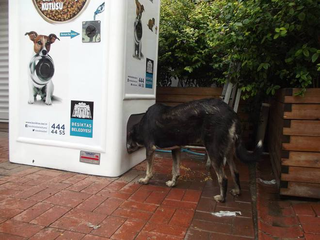 С една рециклирана бутилка можеш да нахраниш куче в Истанбул