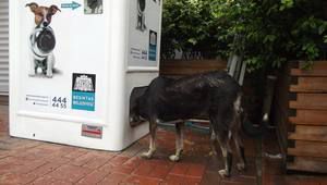 С една рециклирана бутилка можеш да нахраниш куче в Истанбул