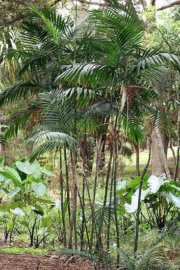 Бамбукова палма или Хамедорея (Chamaedorea Seifrizii)