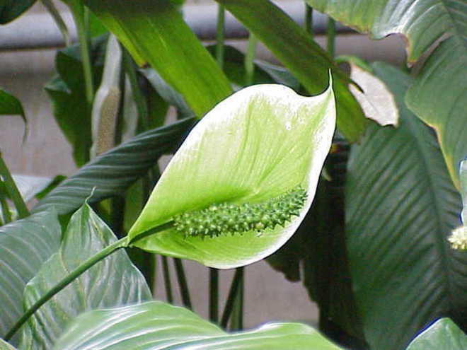 Лилия на мира (Spathiphyllum)