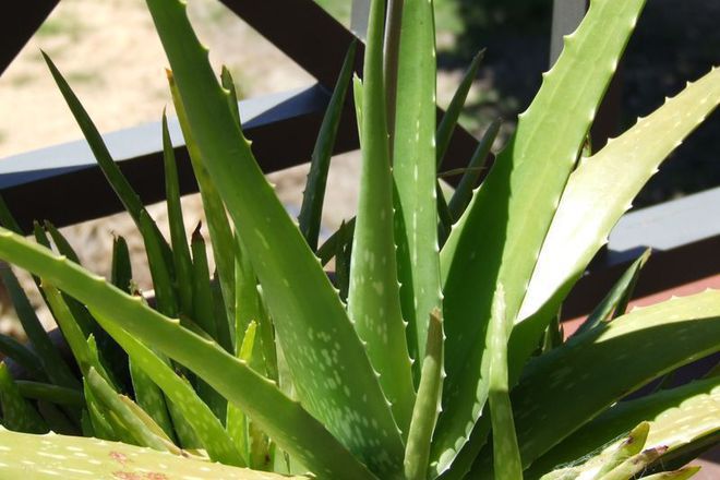 Aloe vera aloe barbadensis