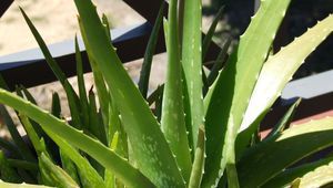 Алое вера (Aloe barbadensis)