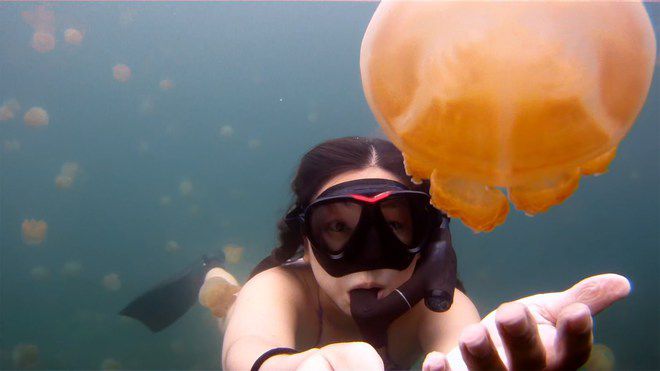 Да плуваш с медузите