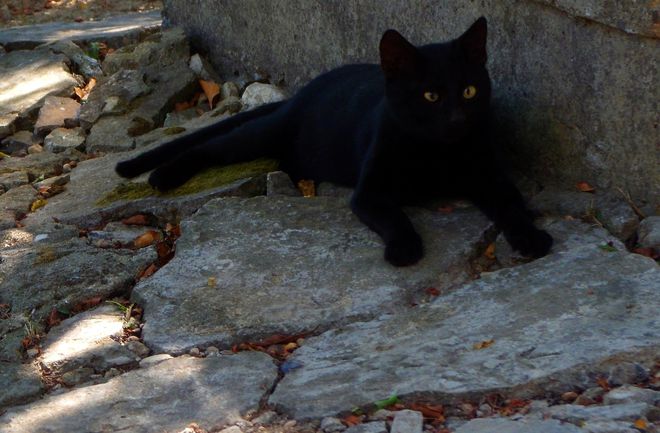 Черен котарак