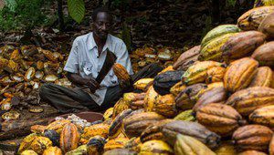 Фермери, които отглеждат какао, никога не са вкусвали шоколад