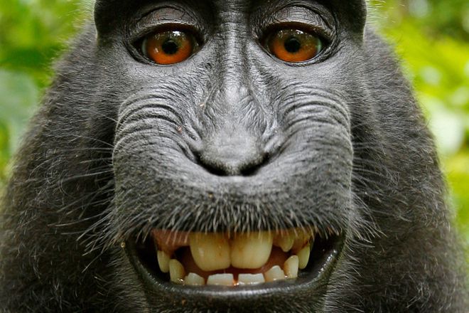 Maymunsko selfi